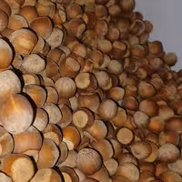 فندق ارگانیک زنوز