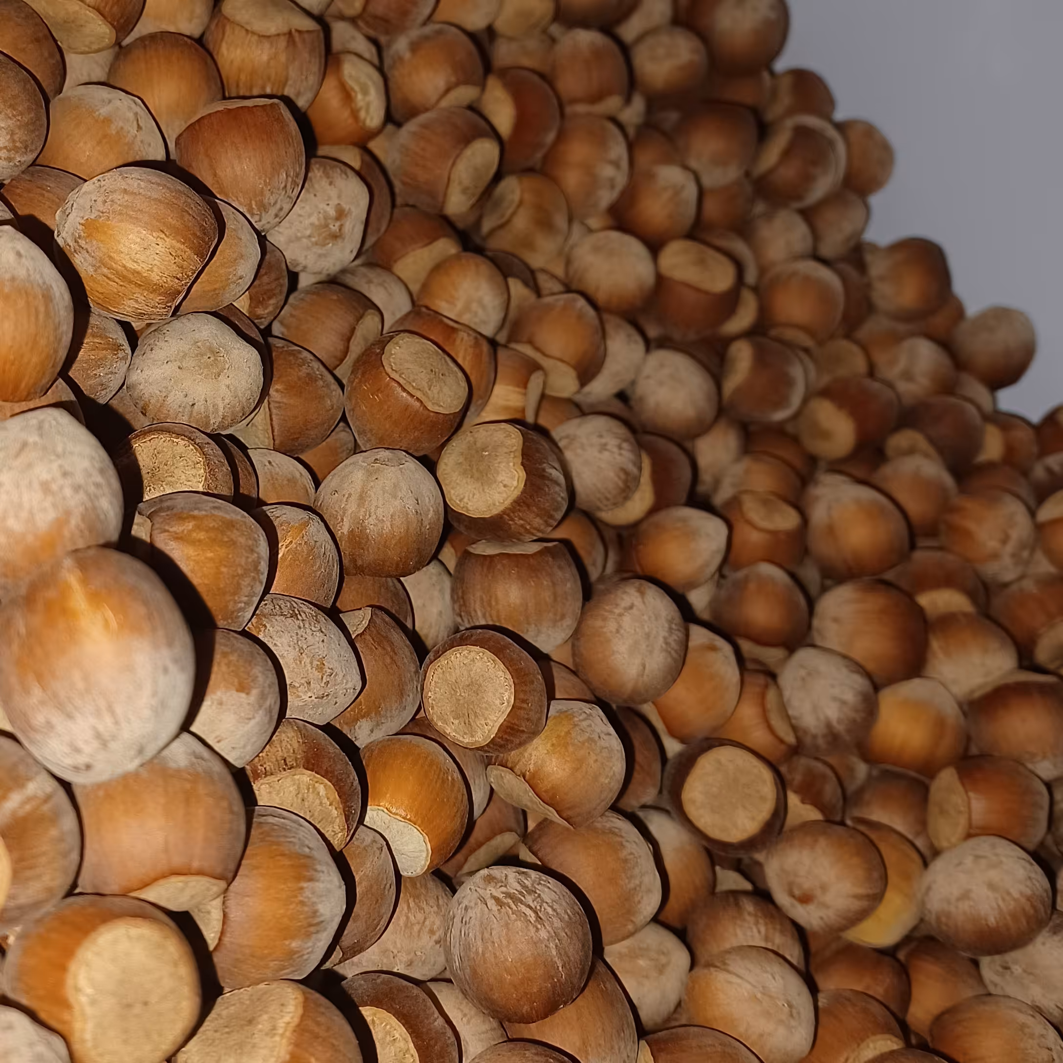 فندق ارگانیک زنوز