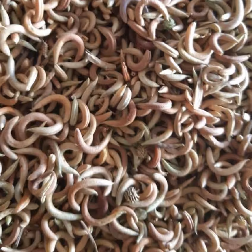 ناخونک درجه 1  100گرم