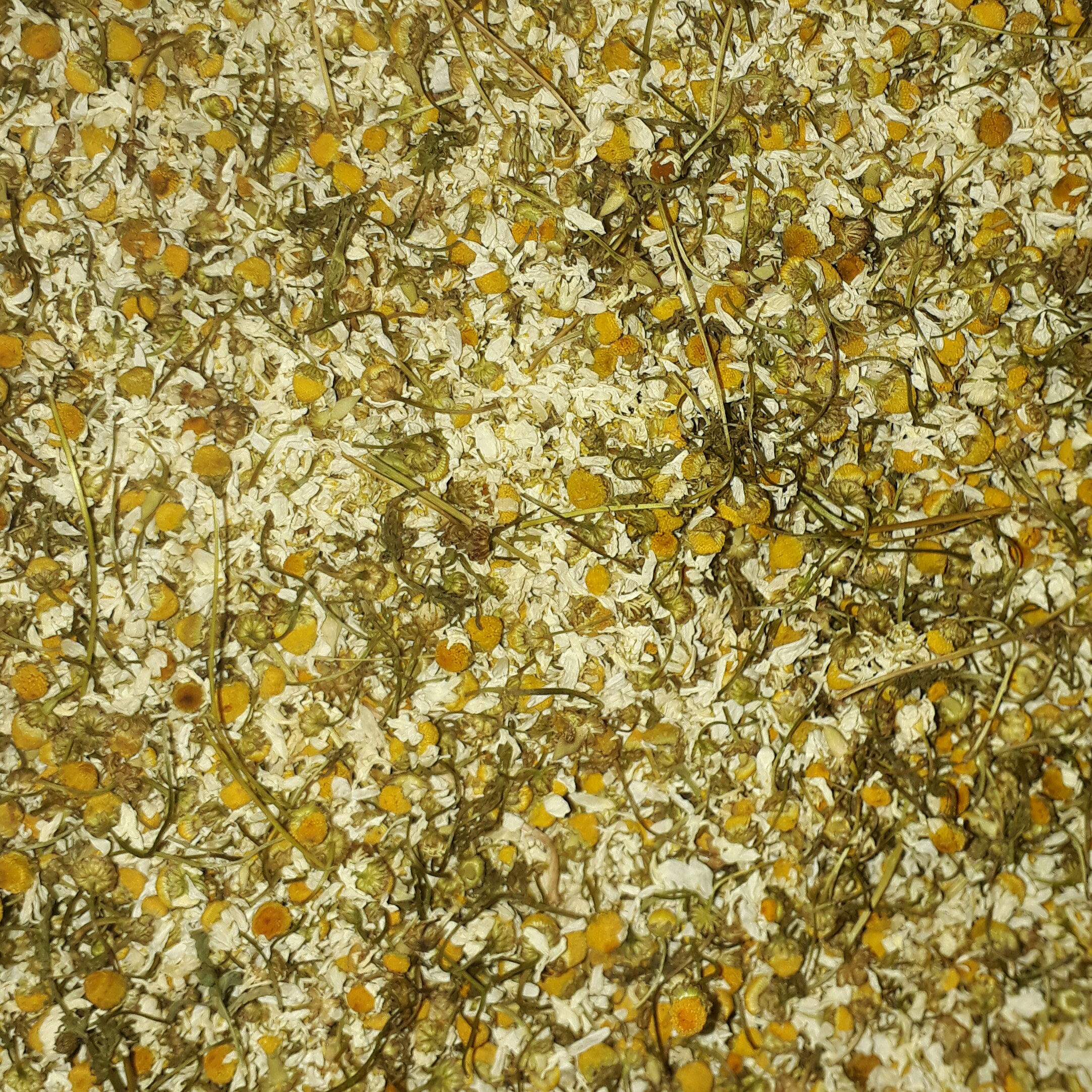 گل بابونه شیرازی