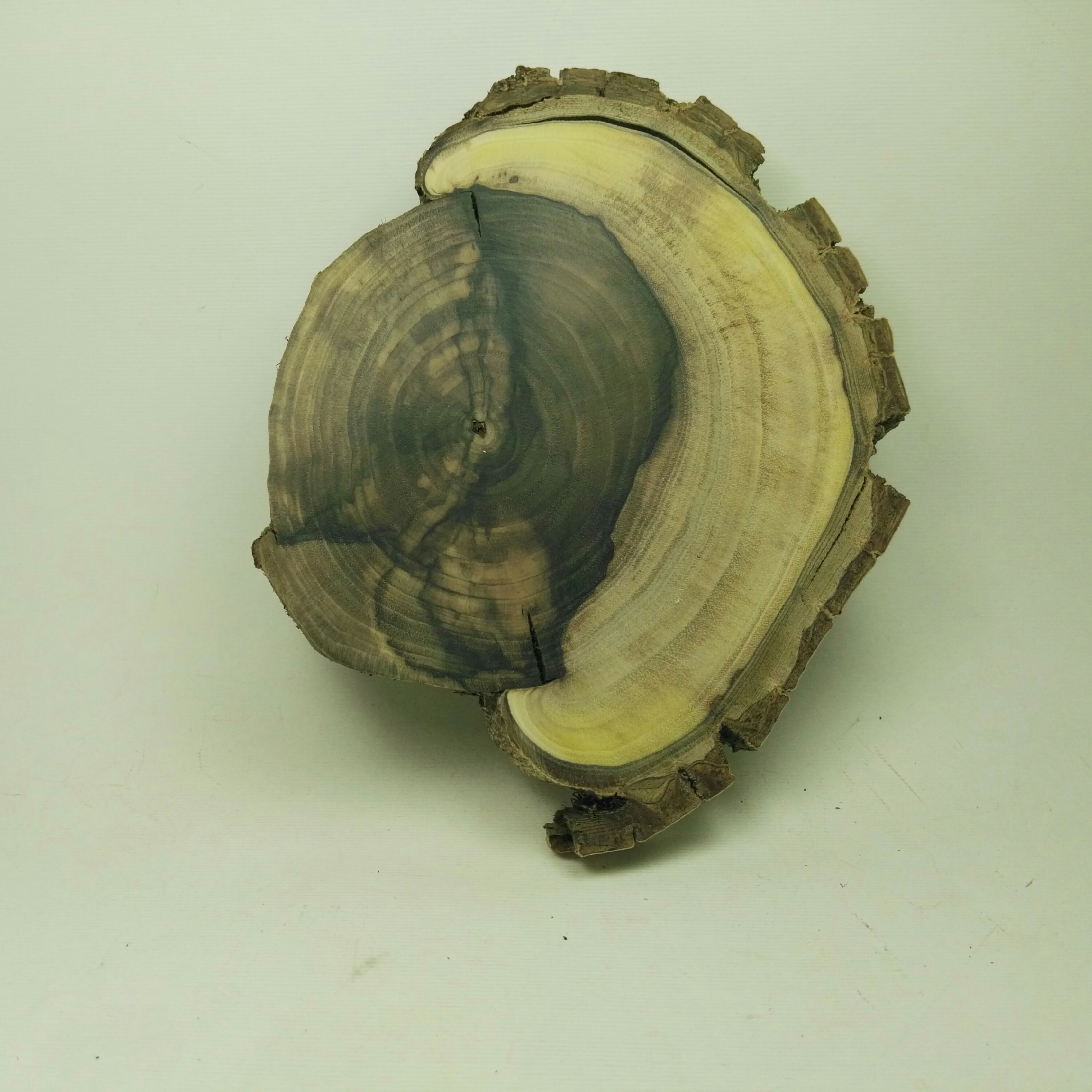 اسلایس چوب گردو با قطر بیشینه 16سانت و ضخامت برش 16میل کاملا دفرمه طبیعی و سمباده و پرداخت شده