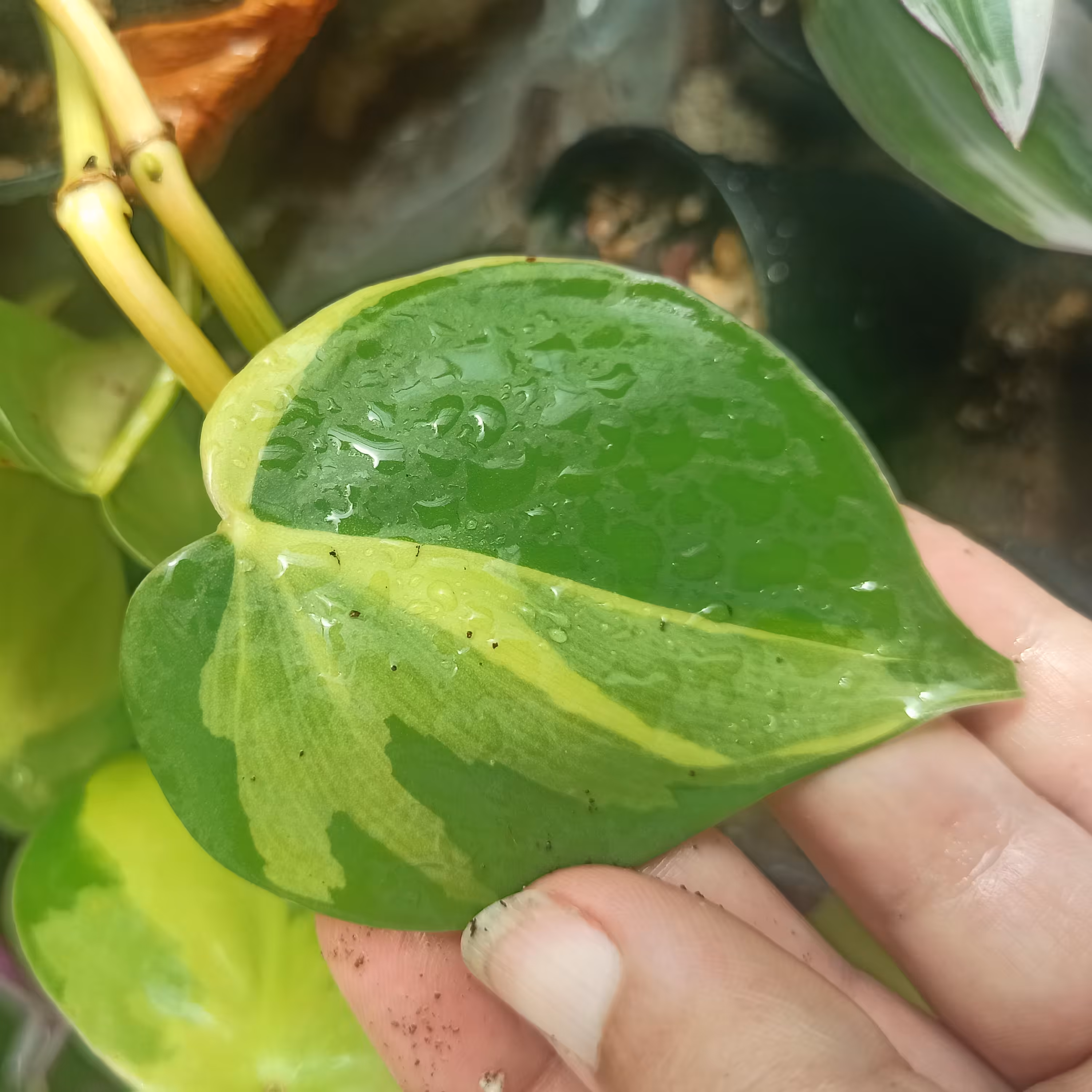 اسکاندیس ابلق چند قلم 