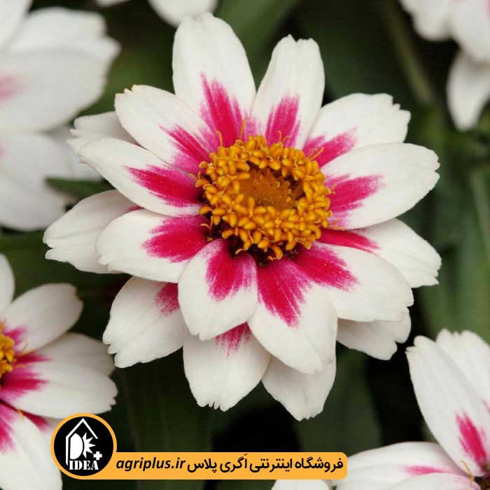 بذر گل آهار Zahara Starlight مولر