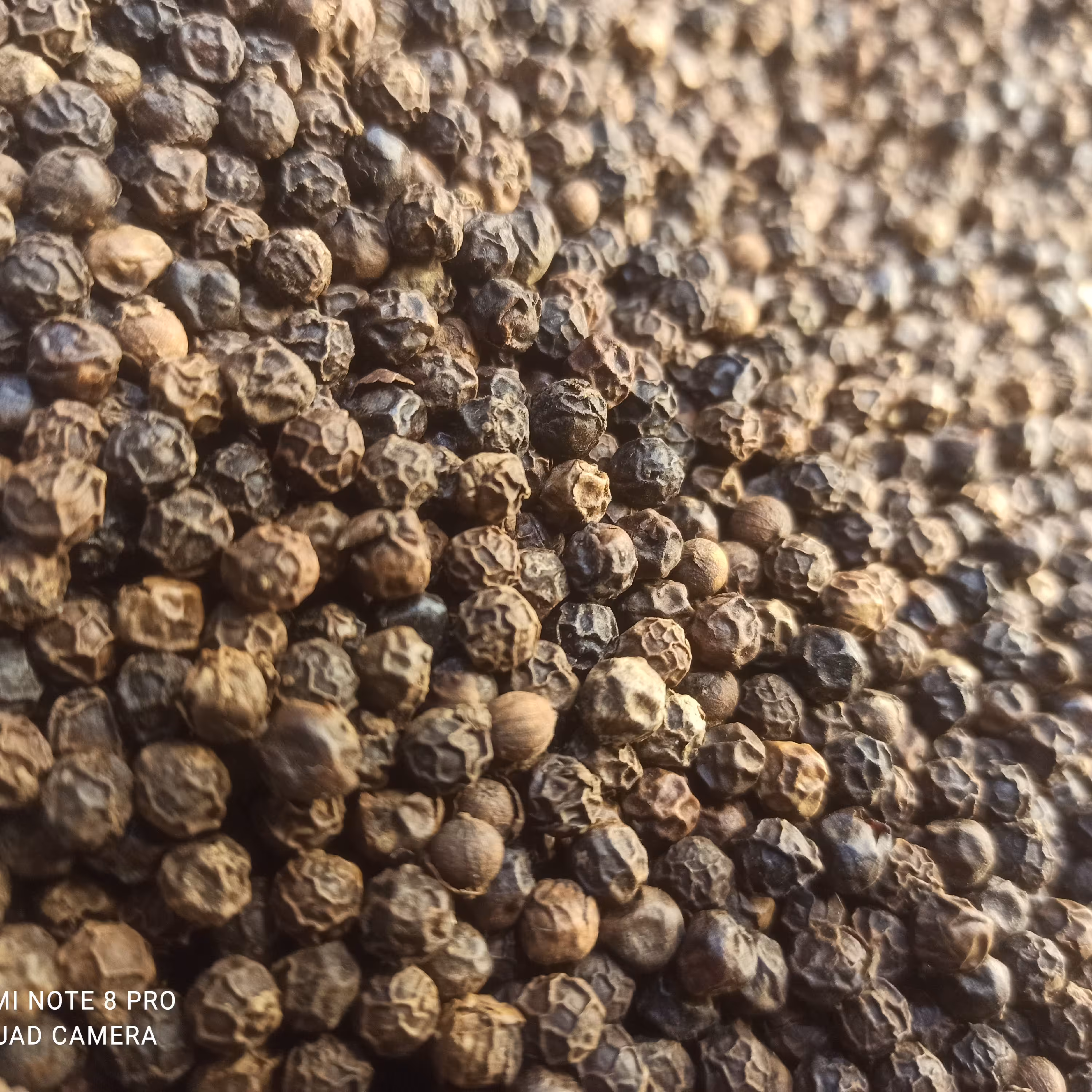 فلفل سیاه درشت