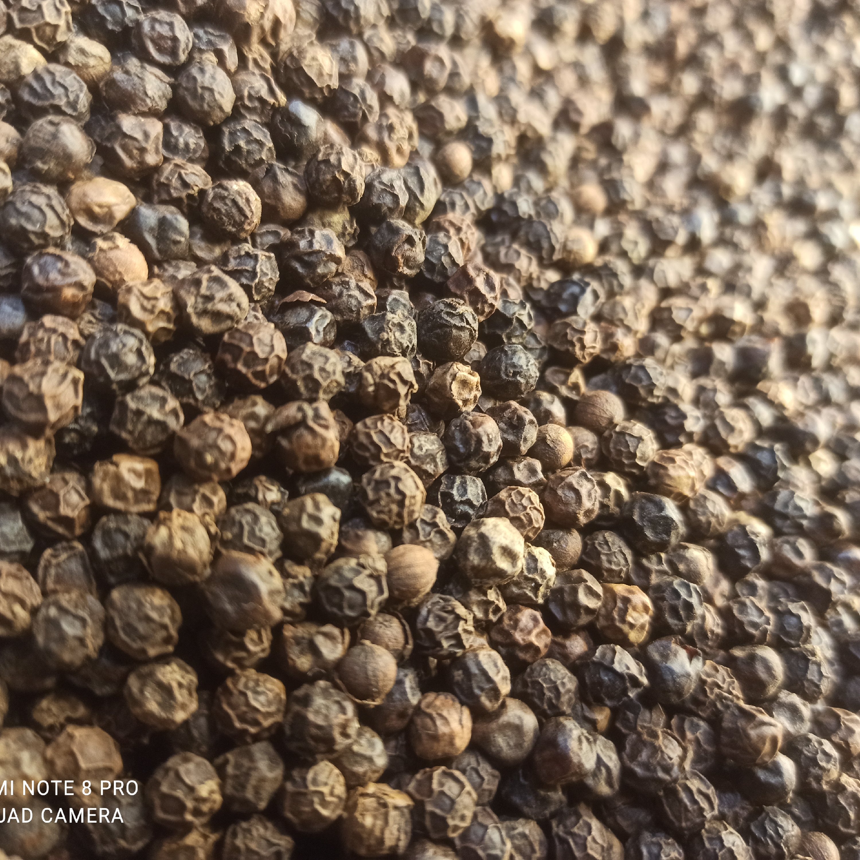 فلفل سیاه درشت