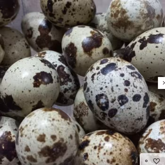 تخم بلدرچین نطفه دار..10عددسفارش جدید به اضافه  هزینه ارسال سفارش قبلی....هزینه ارسال 10عدد جدید به صورت پس کرایه 
