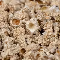 شکر تیغال ، خارشکر ، تیغ قند ، شکر تیار