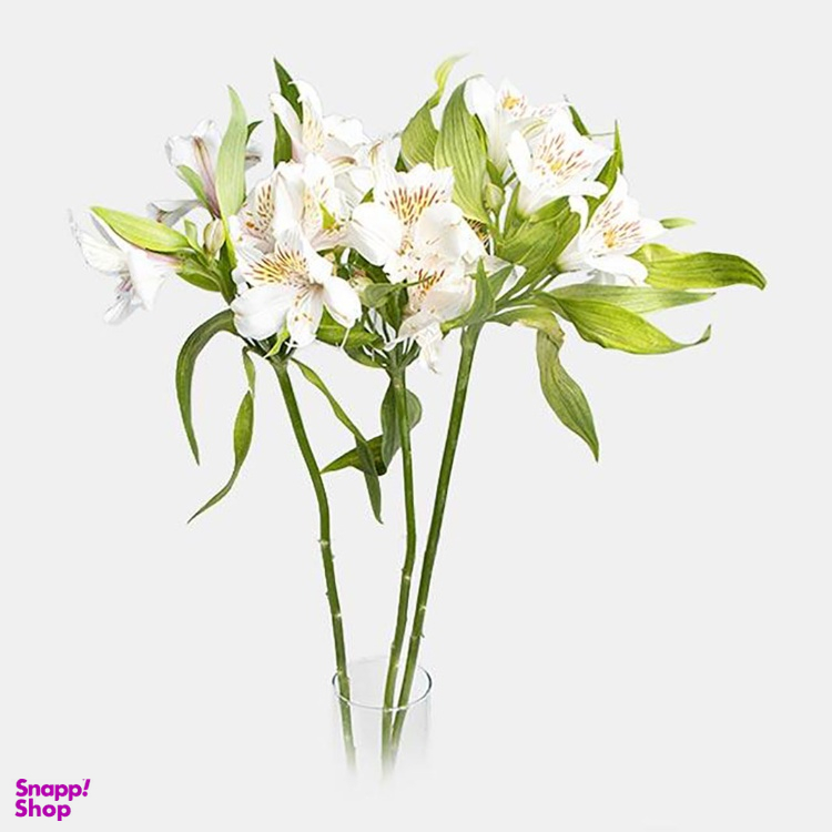 دسته گل طبیعی آلسترومریا رنگ سفید