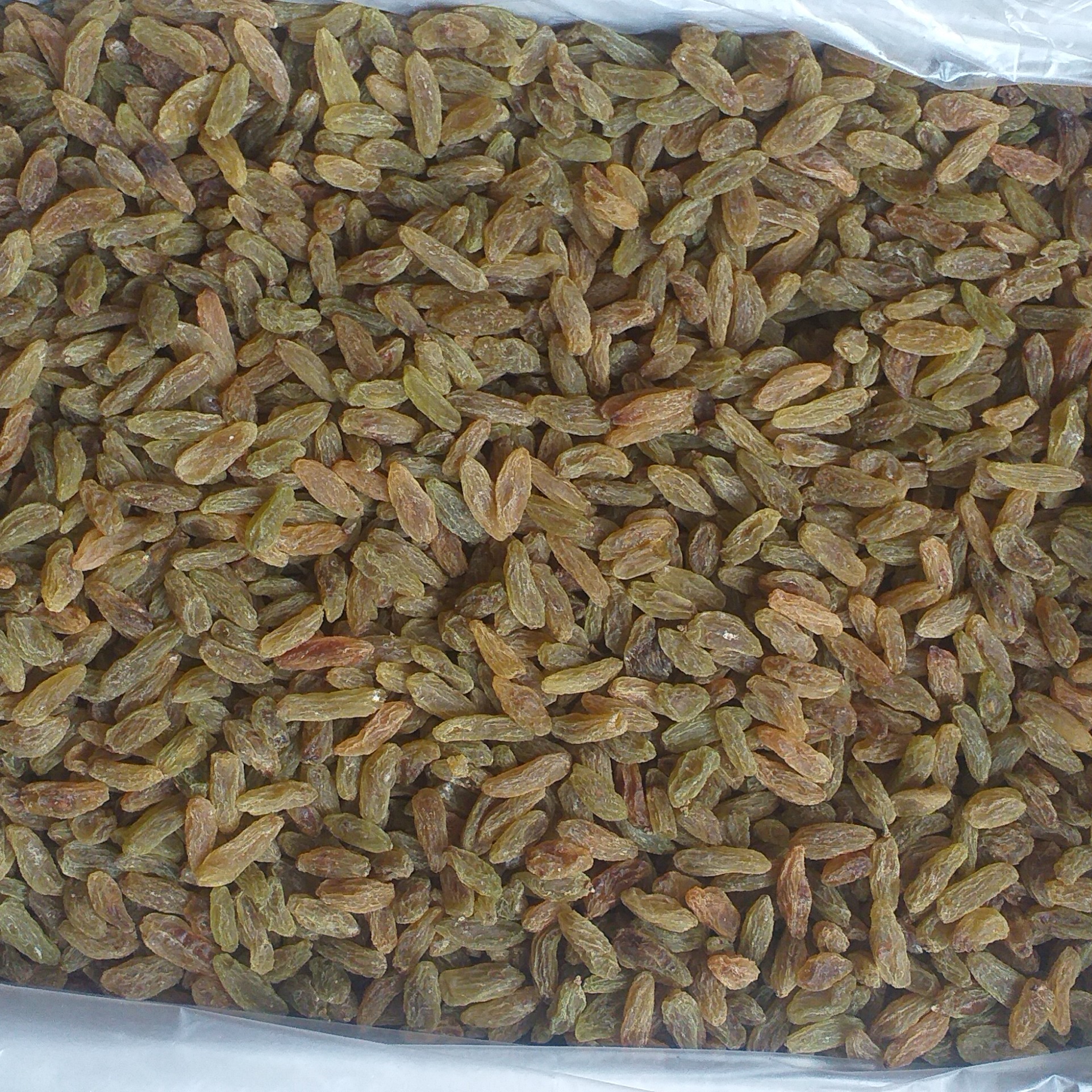 کشمش سبز قلمی عمده
