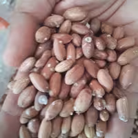 بادام زمینی اجیلی ریز استانه اشرفیه 