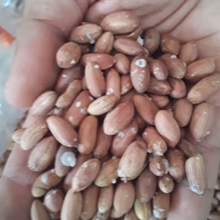 بادام زمینی اجیلی ریز استانه اشرفیه 