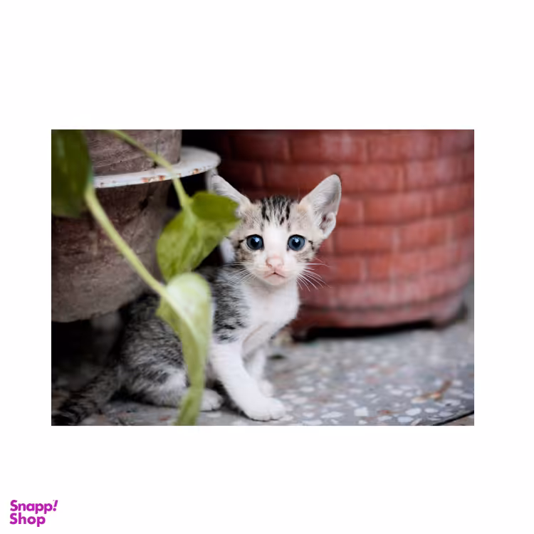 تابلو آهنربایی طرح گربه کنار گلدونی ze.1