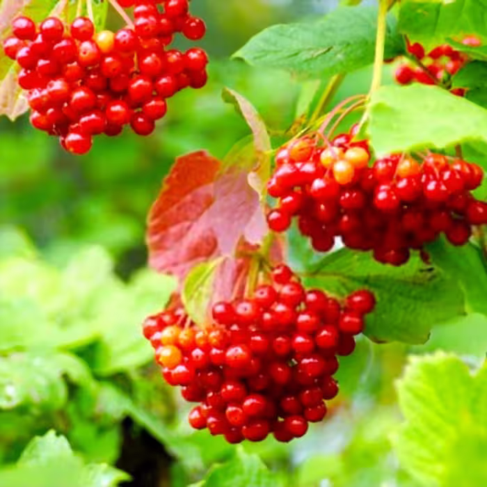 بذر کرن بری