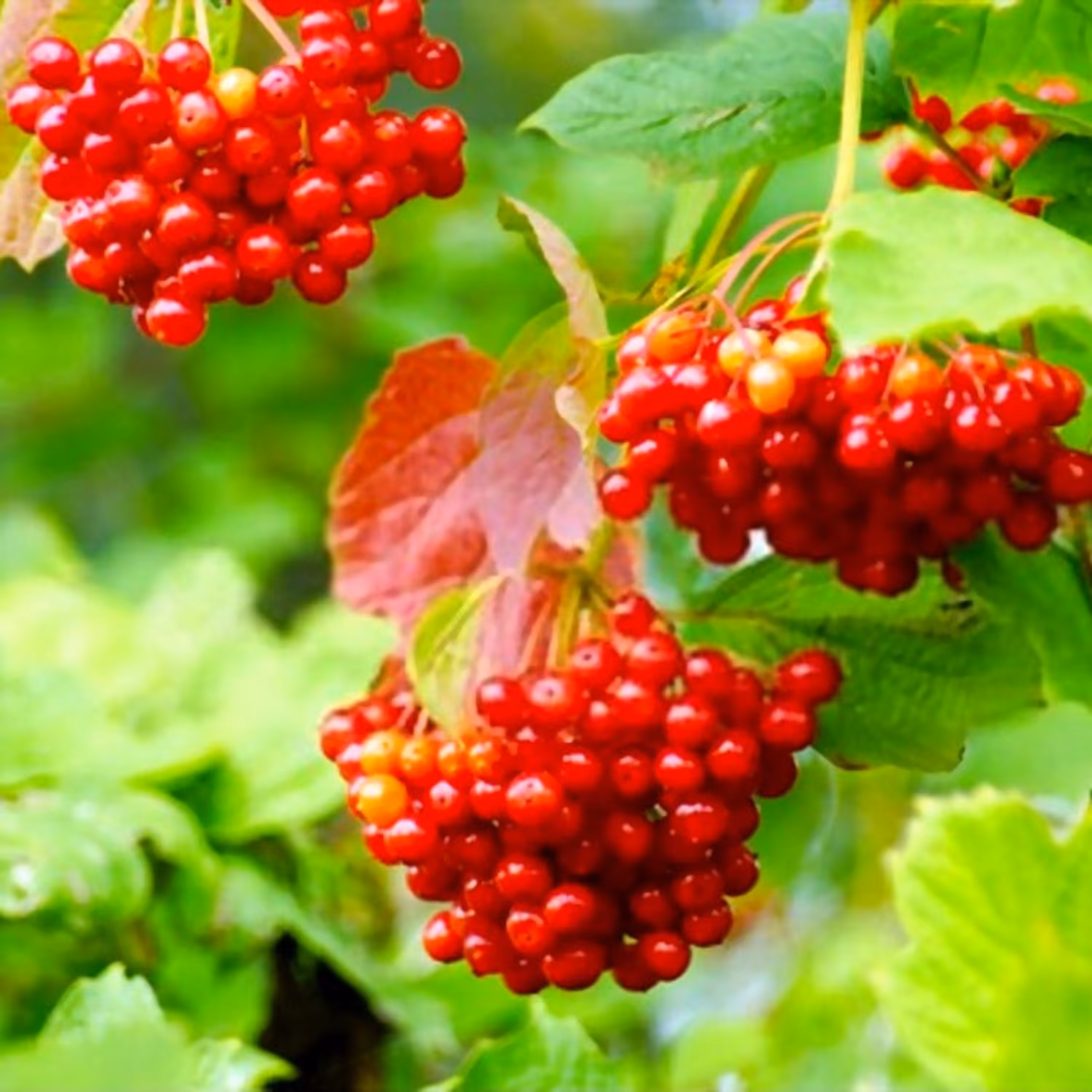 بذر کرن بری