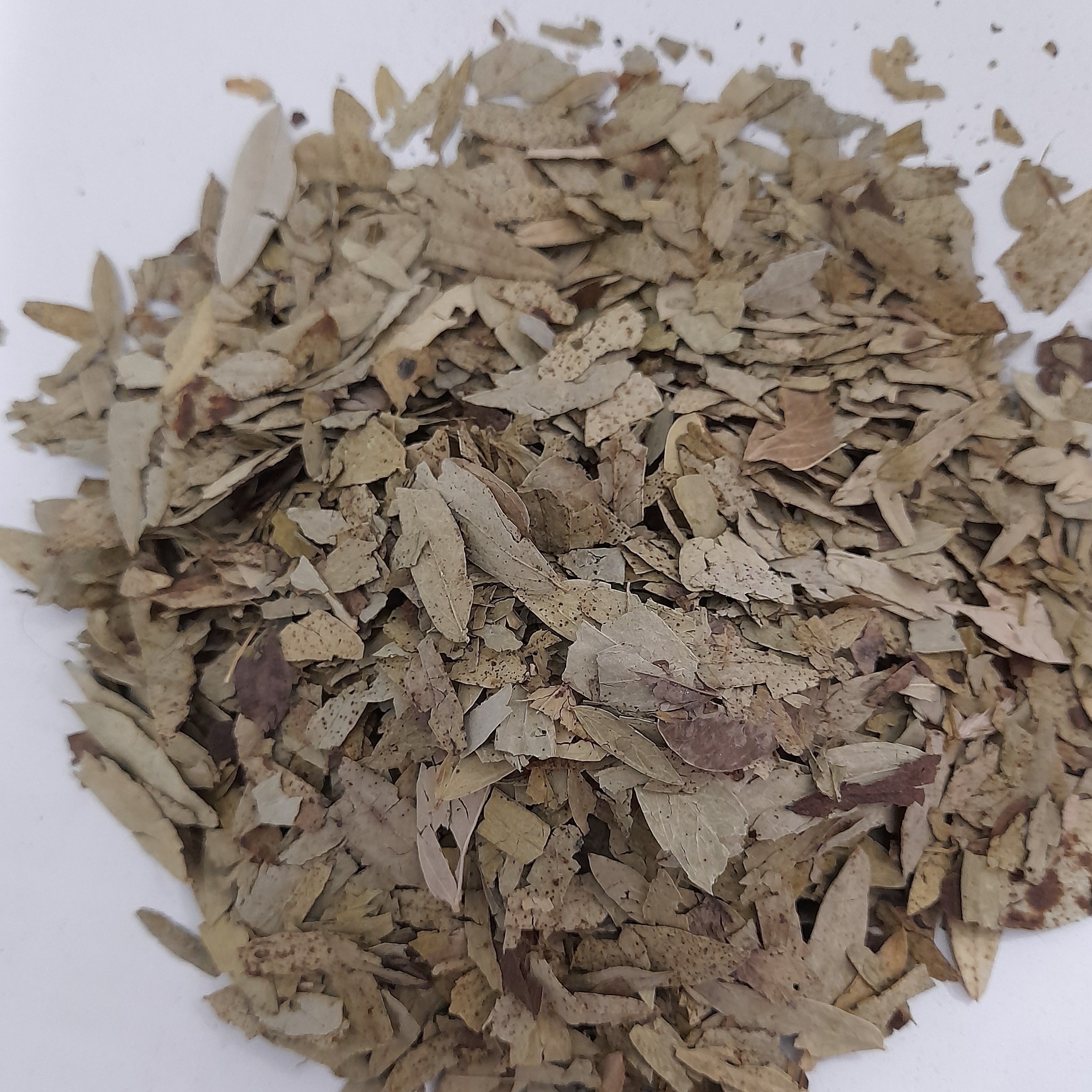 برگ سنا مکی