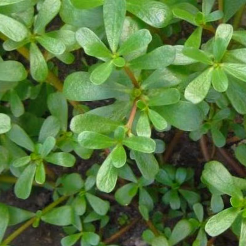 بذرخرفه.پرپین.یا همون روغن واشه یک پیمانه مطابق تصویر دوم