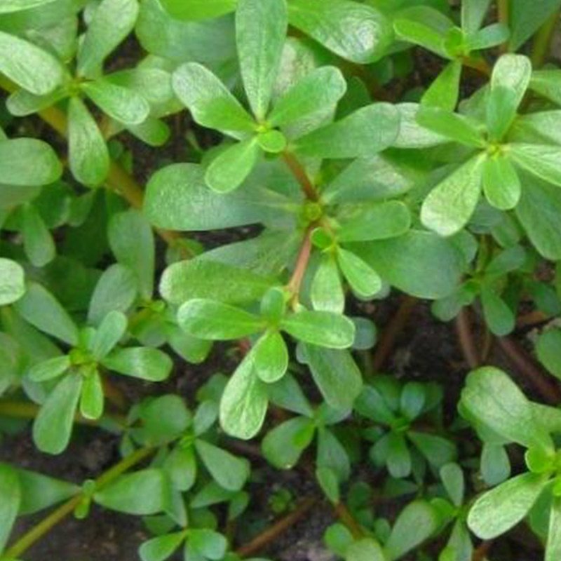 بذرخرفه.پرپین.یا همون روغن واشه یک پیمانه مطابق تصویر دوم