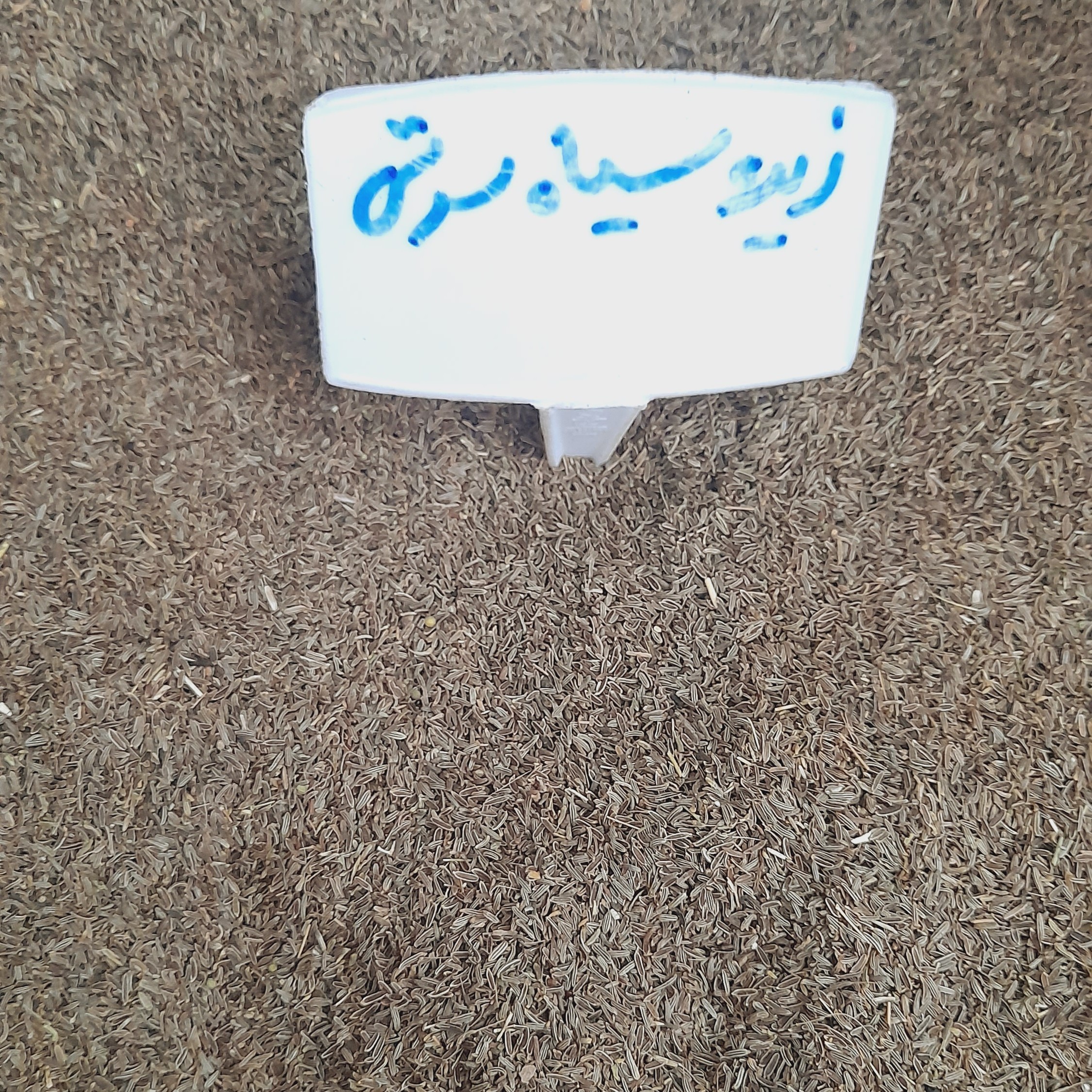 زیره سیاه کرمان