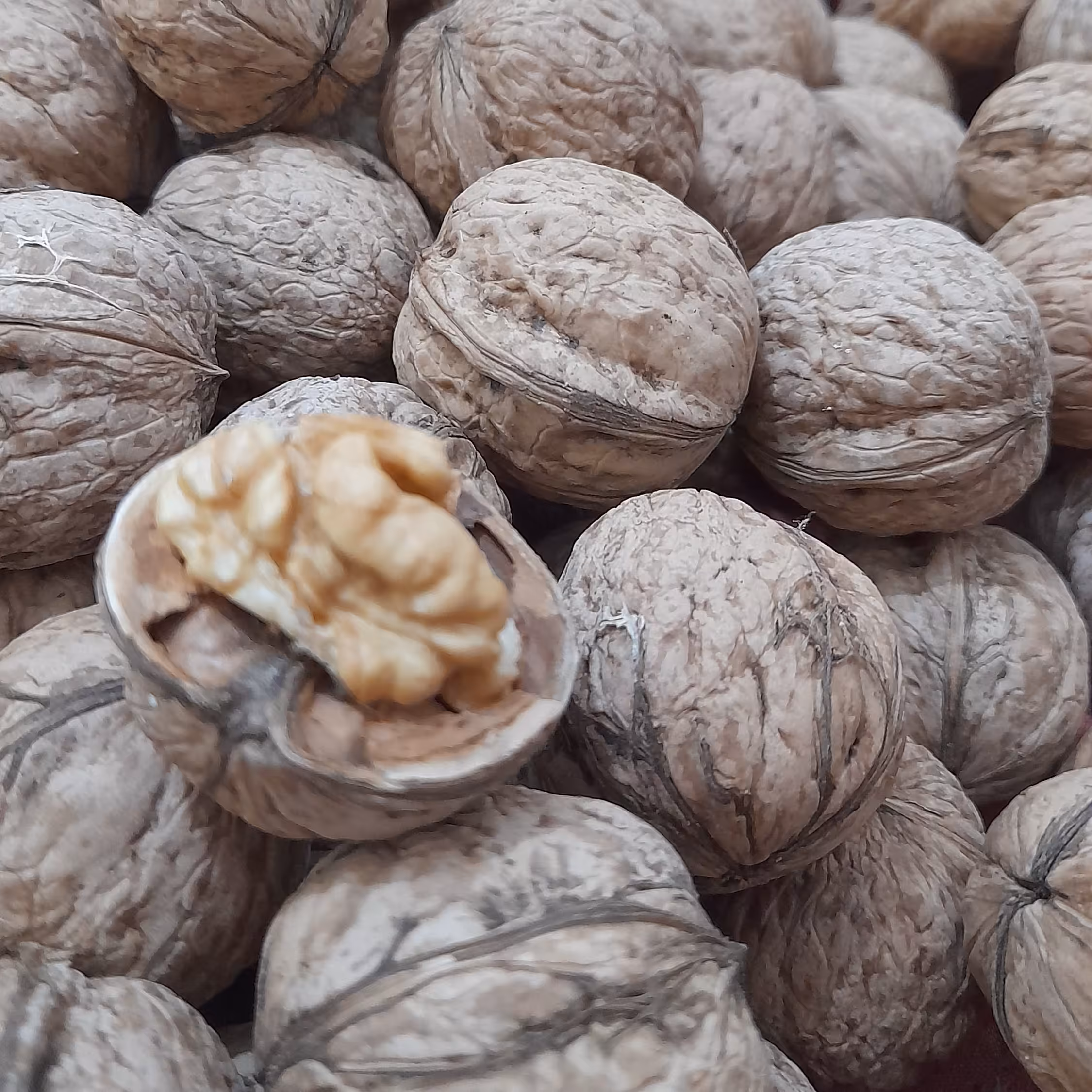 گردو شهمیرزاد پرمغز