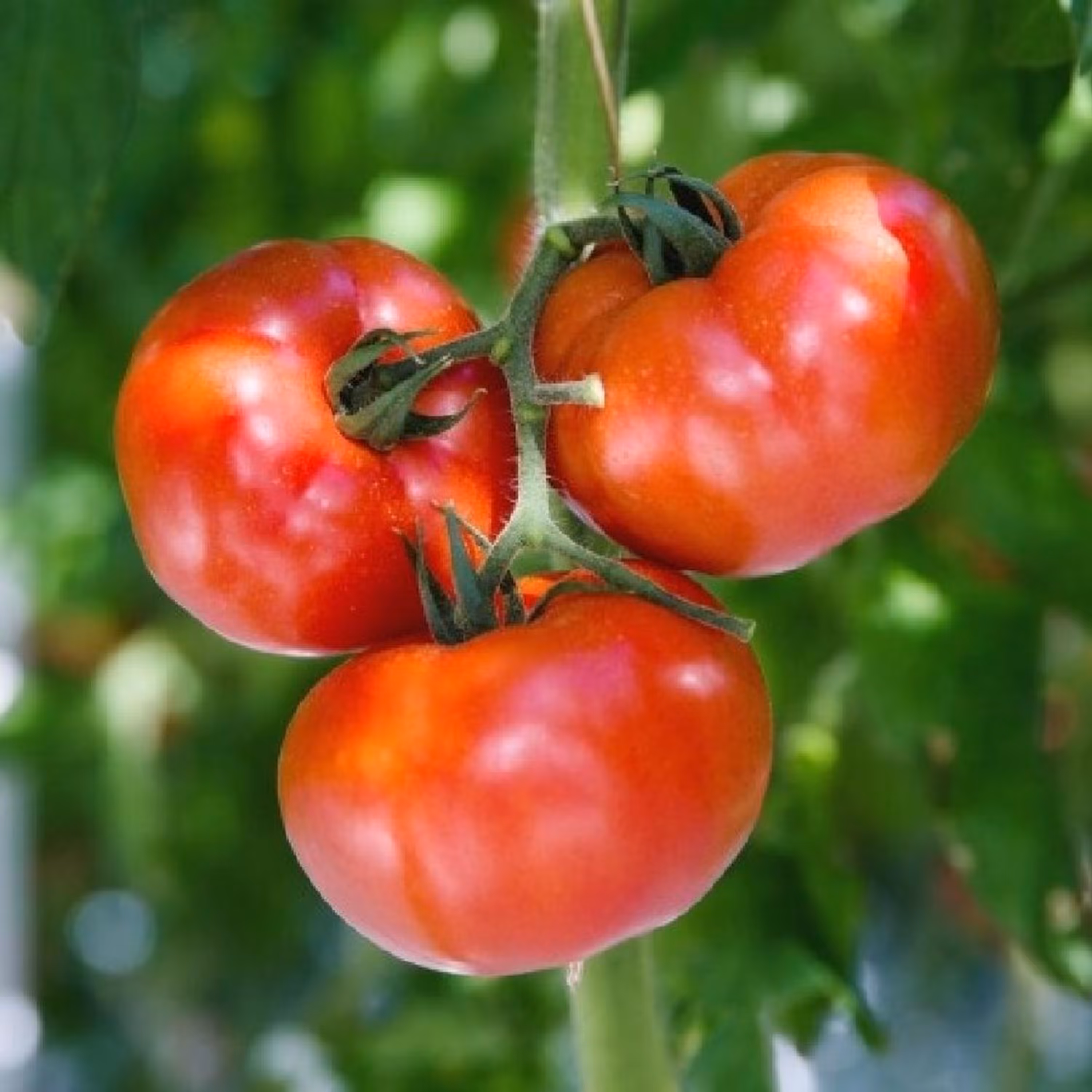 بذر گوجه فرنگی بدبختی 10عددی