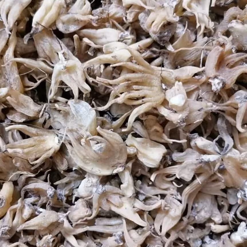 ثعلب پنجه ای درجه یک 20گرمی