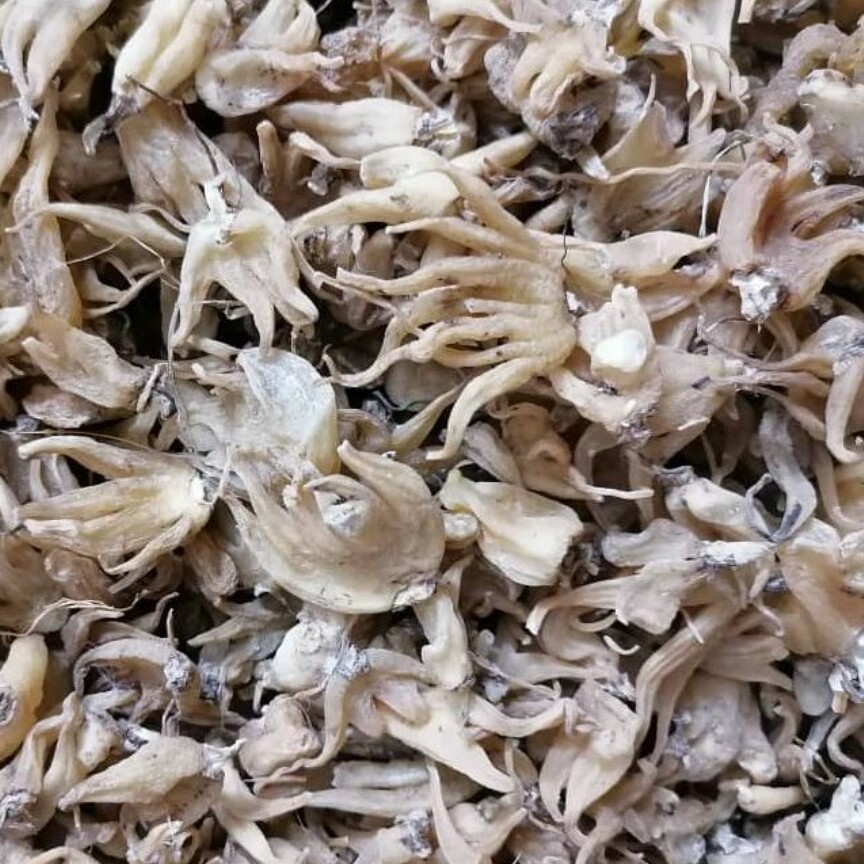 ثعلب پنجه ای درجه یک 20گرمی