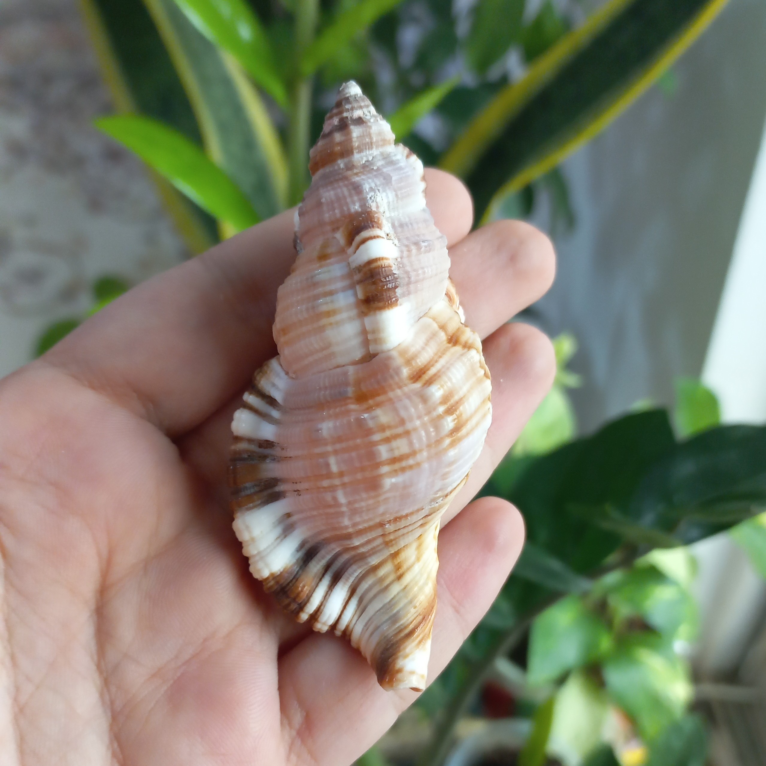 صدف حلزونی کد 2