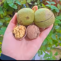 گردو  پوست کاغذی تک درخت بهترین و لوکس ترین نوع گردو   تویسرکان  و ایران 