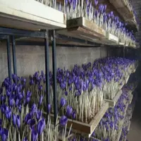 طرح توجیهی زعفران گلخانه ای - Tarhtojihi.org