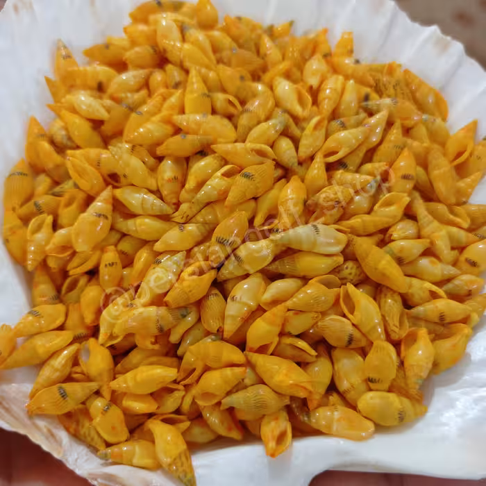 صدف ریز زرد گندمی یک سانتی مخصوص ساخت صنایع دستی صدفی