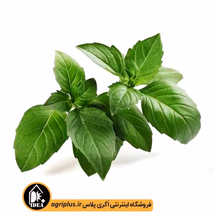 بذر ریحان سبز بسته بندی خانگی