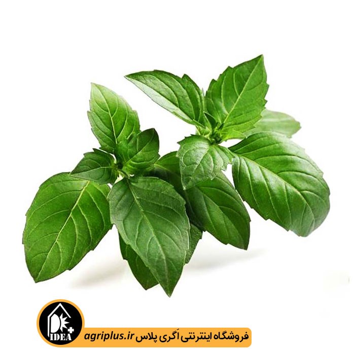 بذر ریحان سبز بسته بندی خانگی