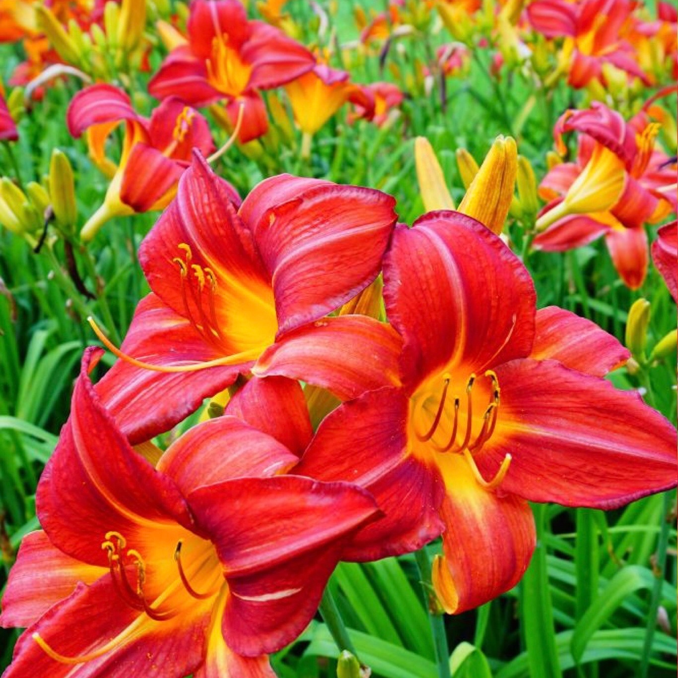 بوته همروکالیس قرمز