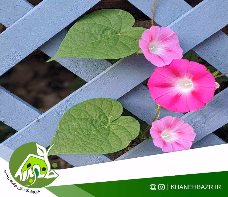 بذر نیلوفر کی کیو ژاپنی صورتی - خانه بذر | فروشگاه بذر وارداتی گل و گیاه زینتی 1404