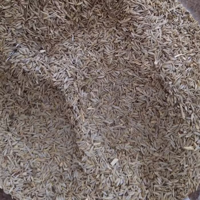 بذر کاهو 50 گرمی