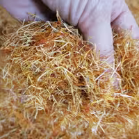 ریشه زعفران امسالی عطر وطعم طبیعی