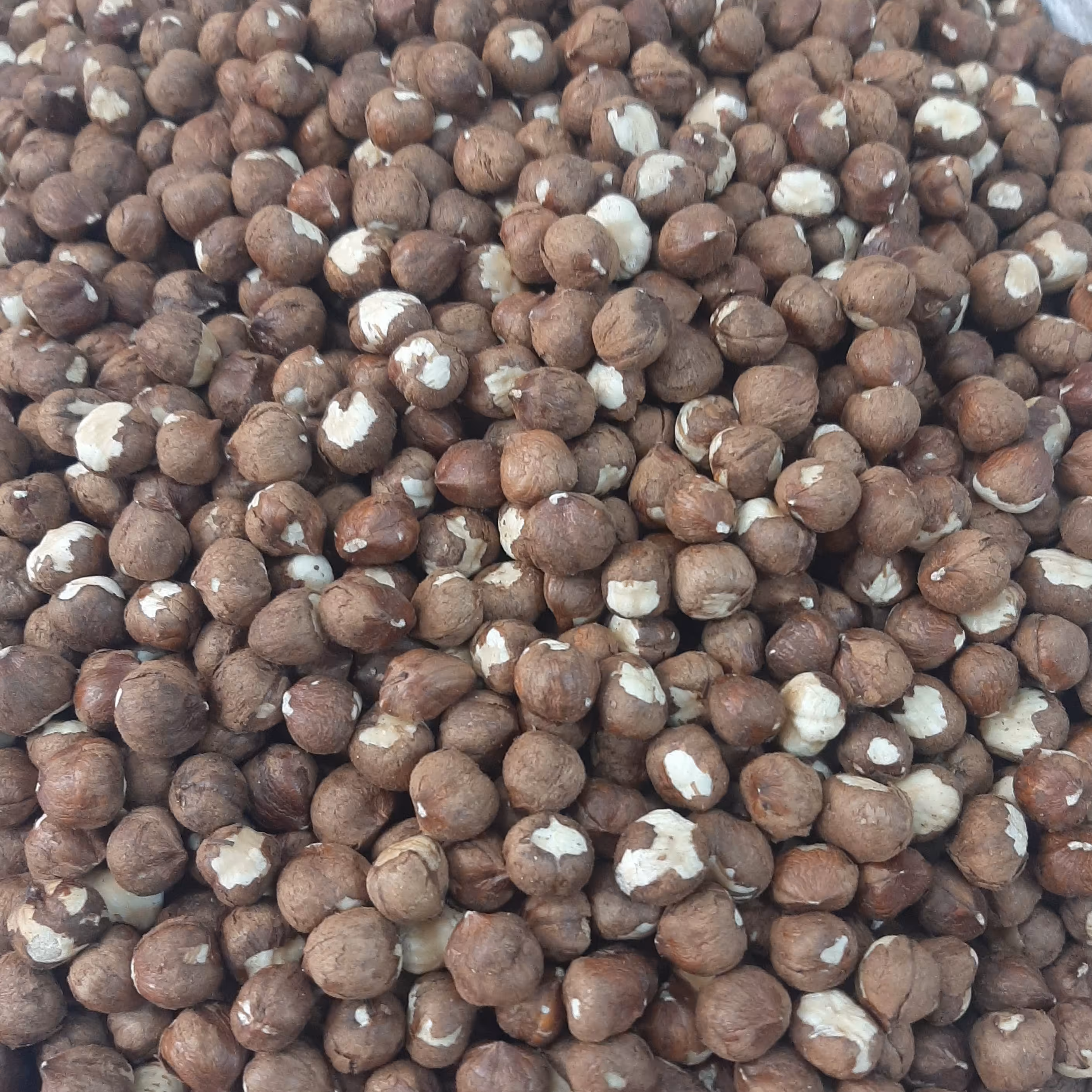 مغز فندق خام   900 گرمی ممتاز  وتازه(تضمین کیفیت)