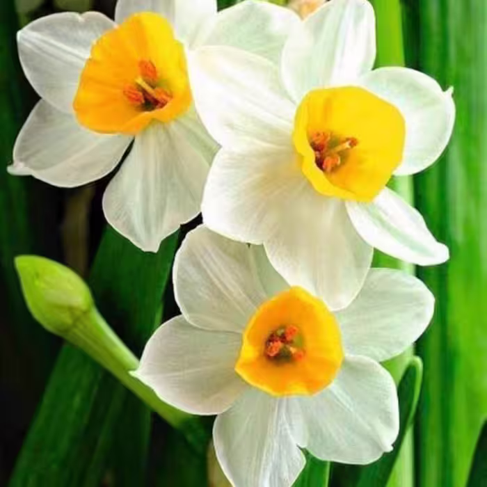 عطر گل نرگس 