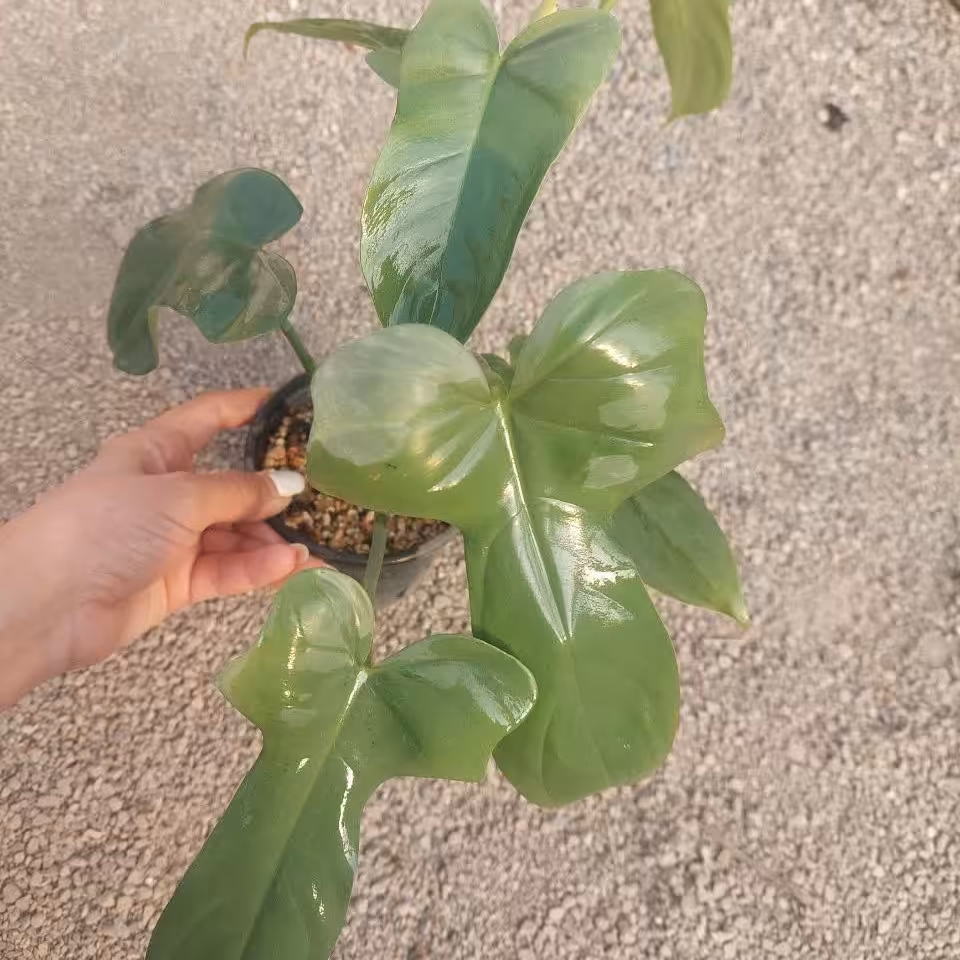 گل فیلدندرون ویالونی گلدان 8  ارسال بصورت پس کرایه