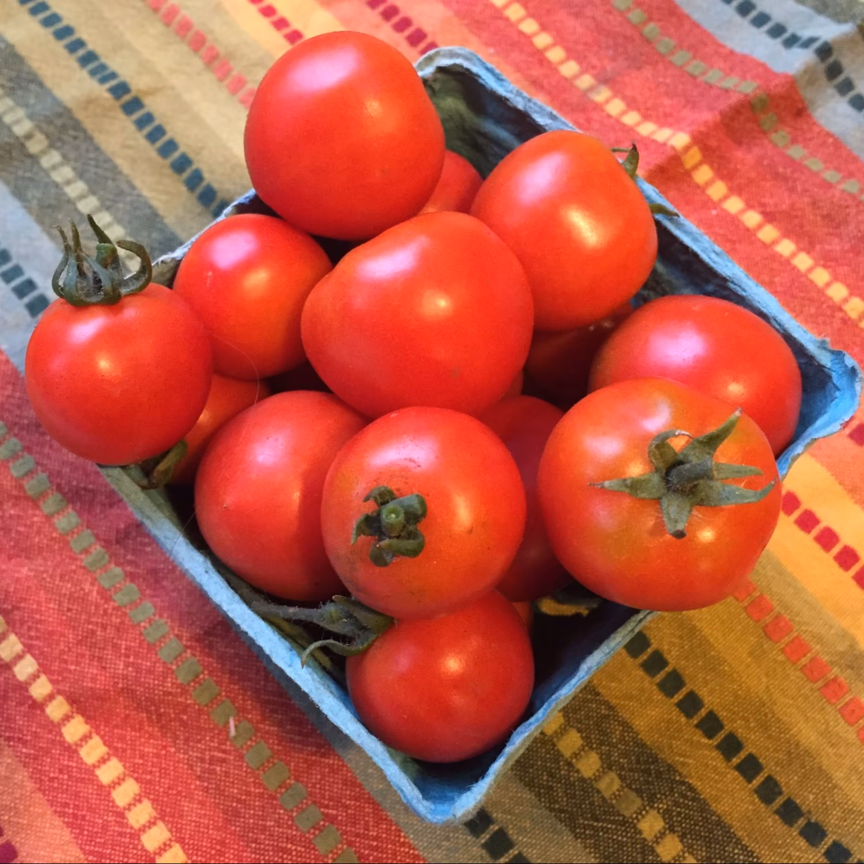 بذر گوجه گیلاسی واشنگتن 10 عددی