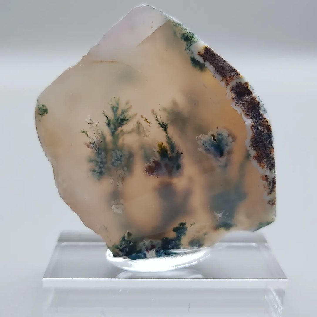 شجر ناب فردوس نصب شده پایه پلکسی