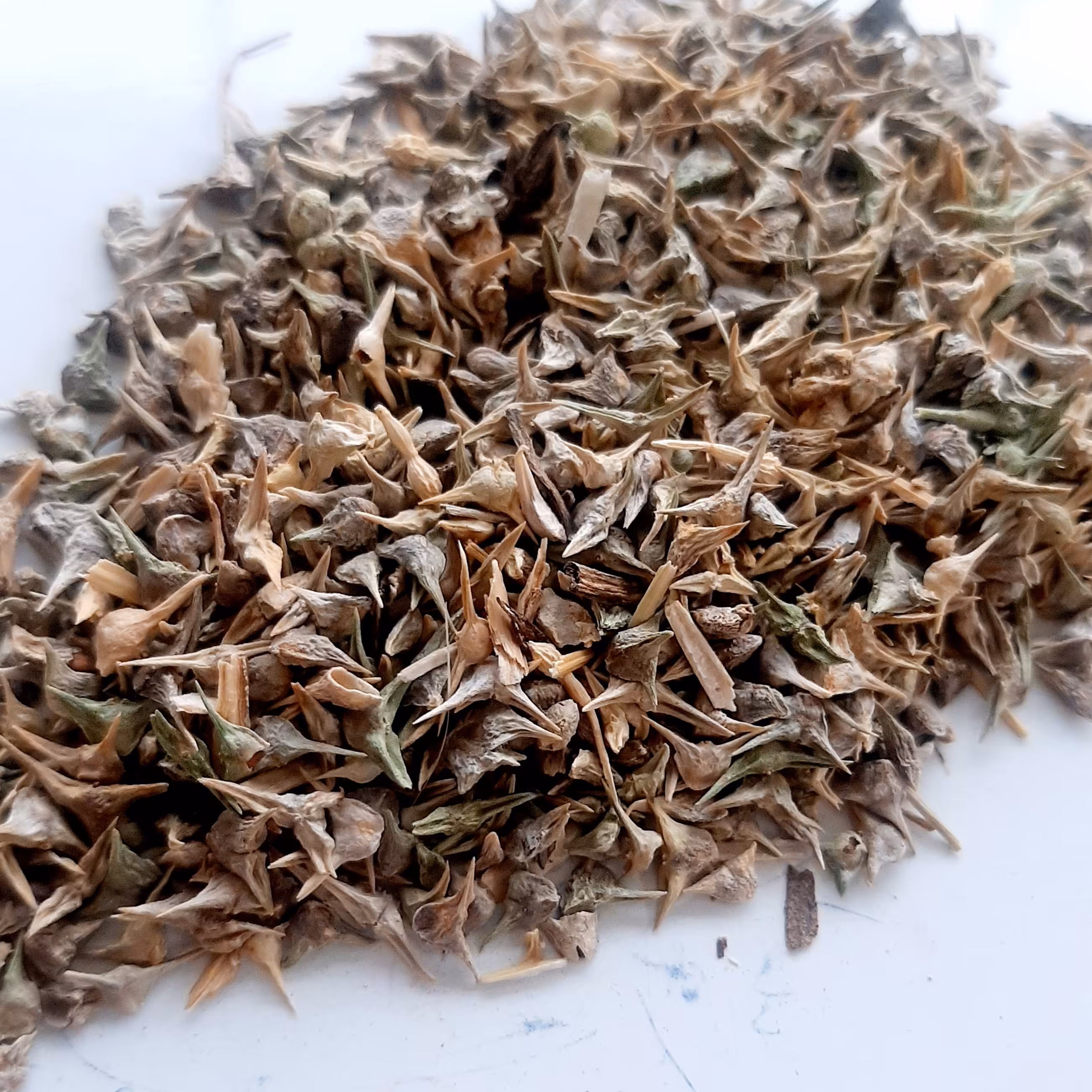 بذر اسفناج تیغی