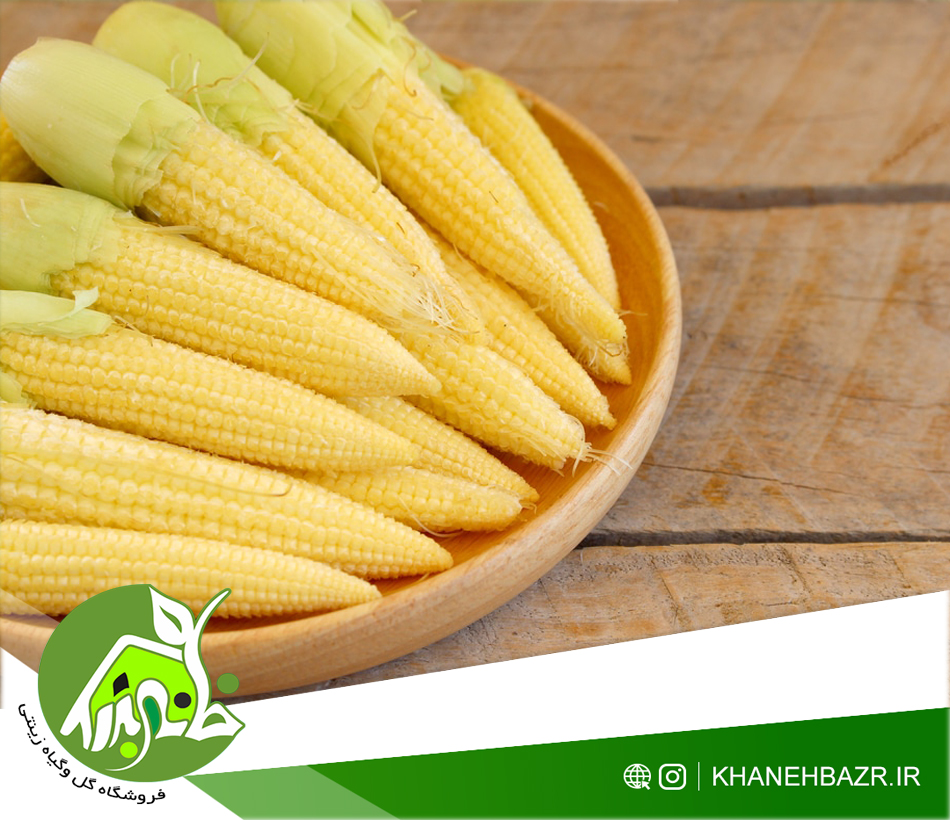 بذر بیبی ذرت یا ذرت کوچک - خانه بذر | فروشگاه بذر وارداتی گل و گیاه زینتی 1404