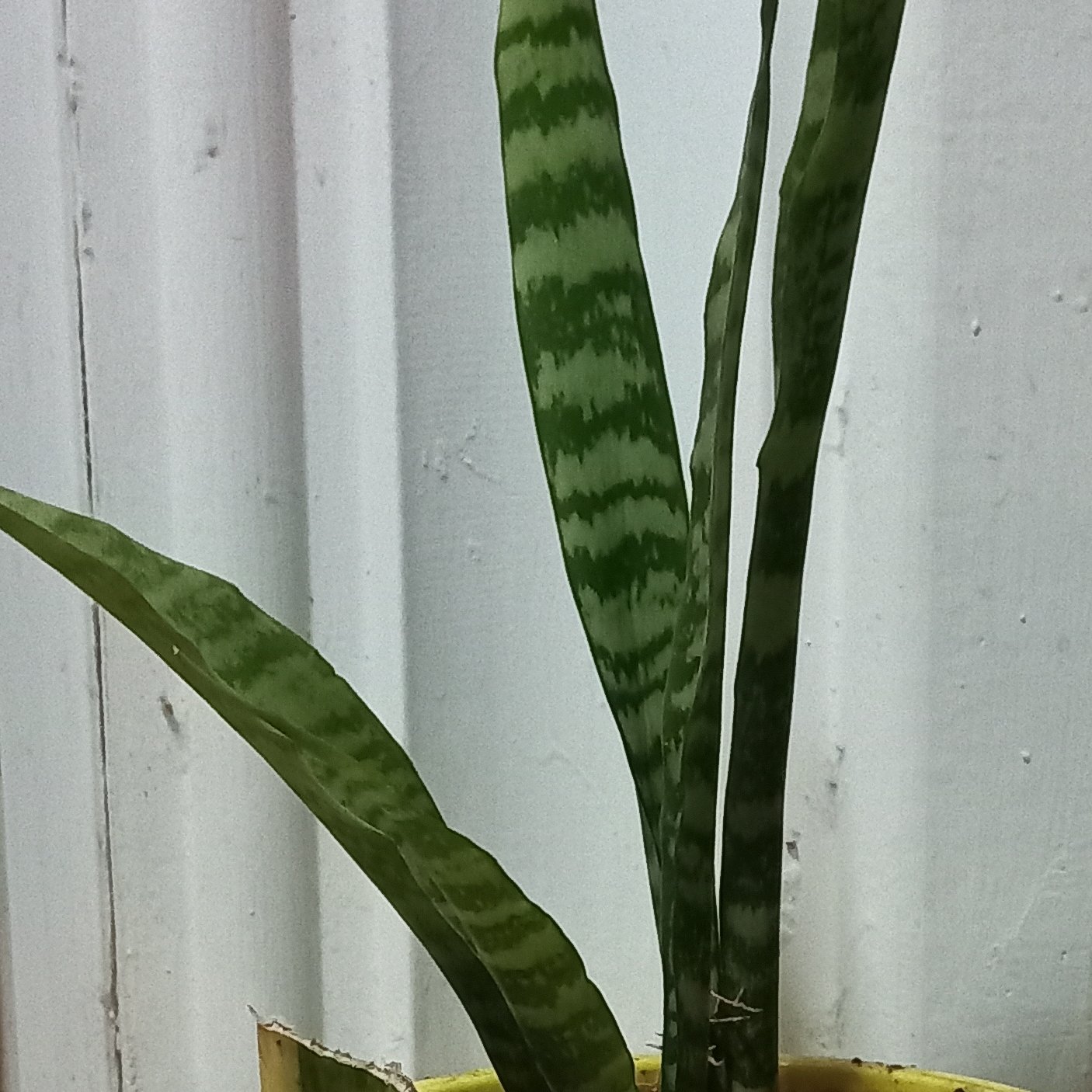 سانسوریا..سبز...کوچک...ارسال با تیپاکس یا اتوبوس و به صورت پس کرایه