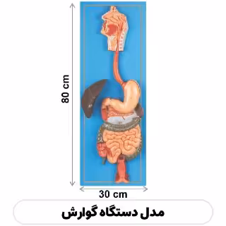 مولاژ دستگاه گوارش