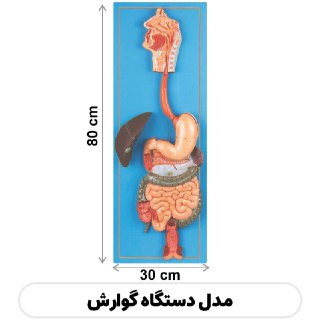 مولاژ دستگاه گوارش