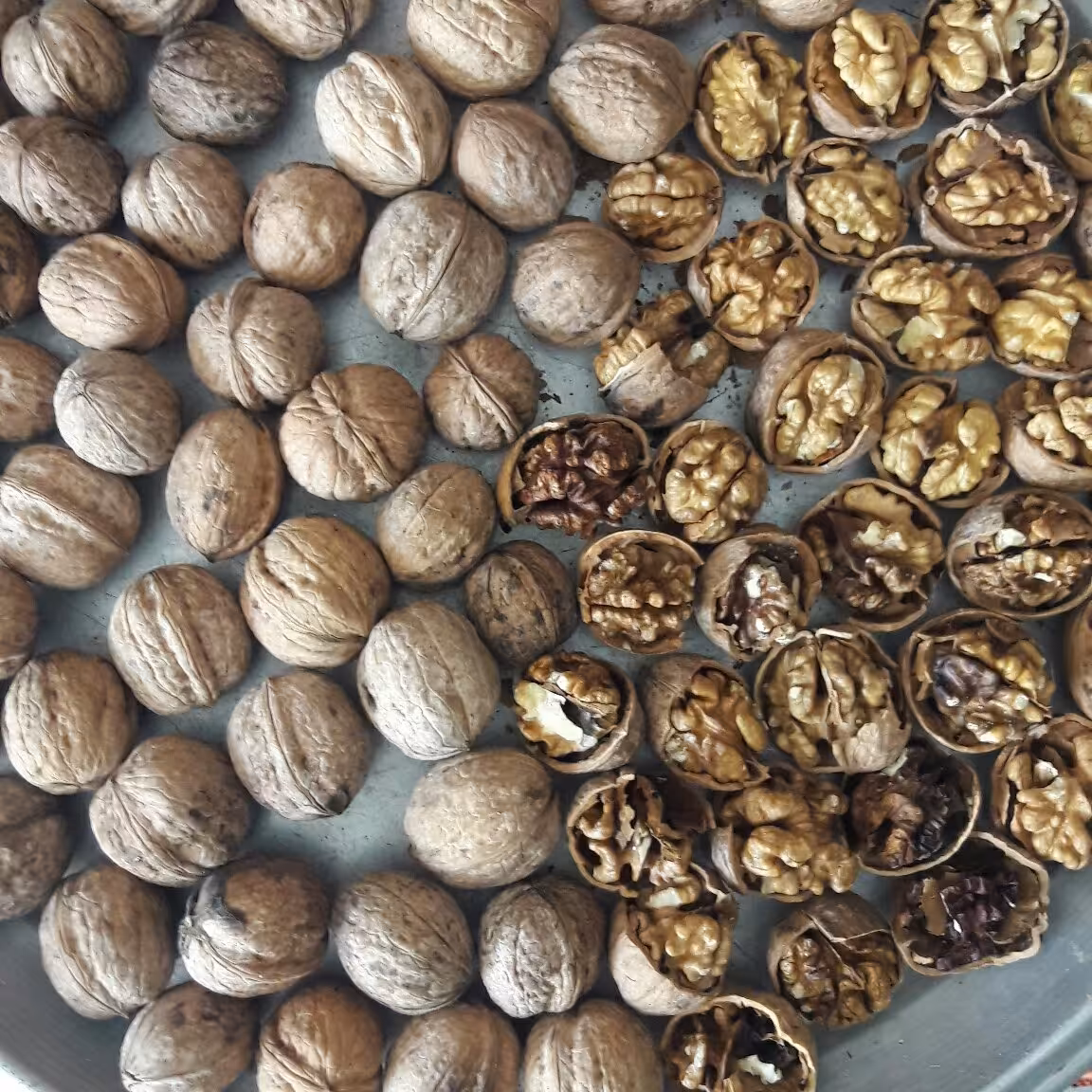 گردو پر چرب 900گرمی  سایز درشت (دست شکن) تضمین کیفیت