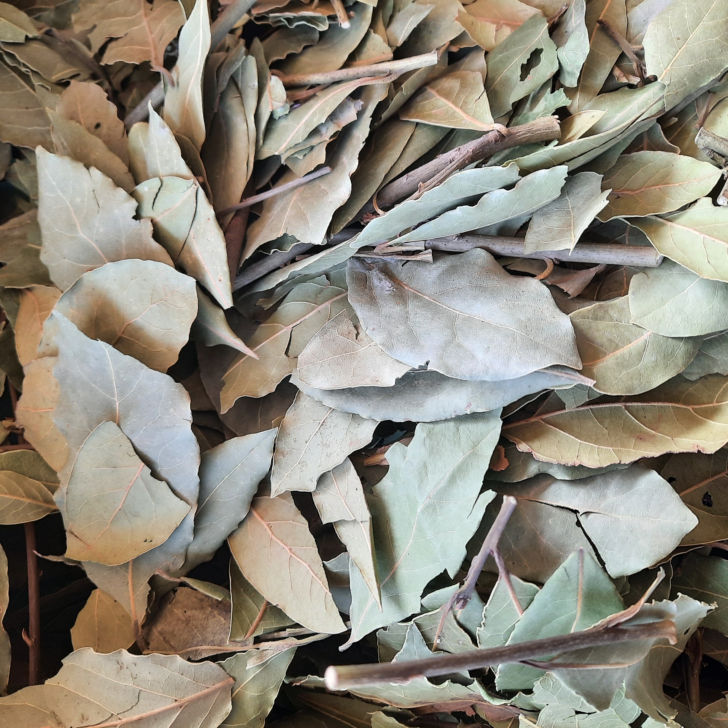 برگ بو  تمیز و بدون شکستگی (100گرمی)