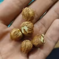 فندق خام  کاملا خشک اشکورات  1کیلوگرمی