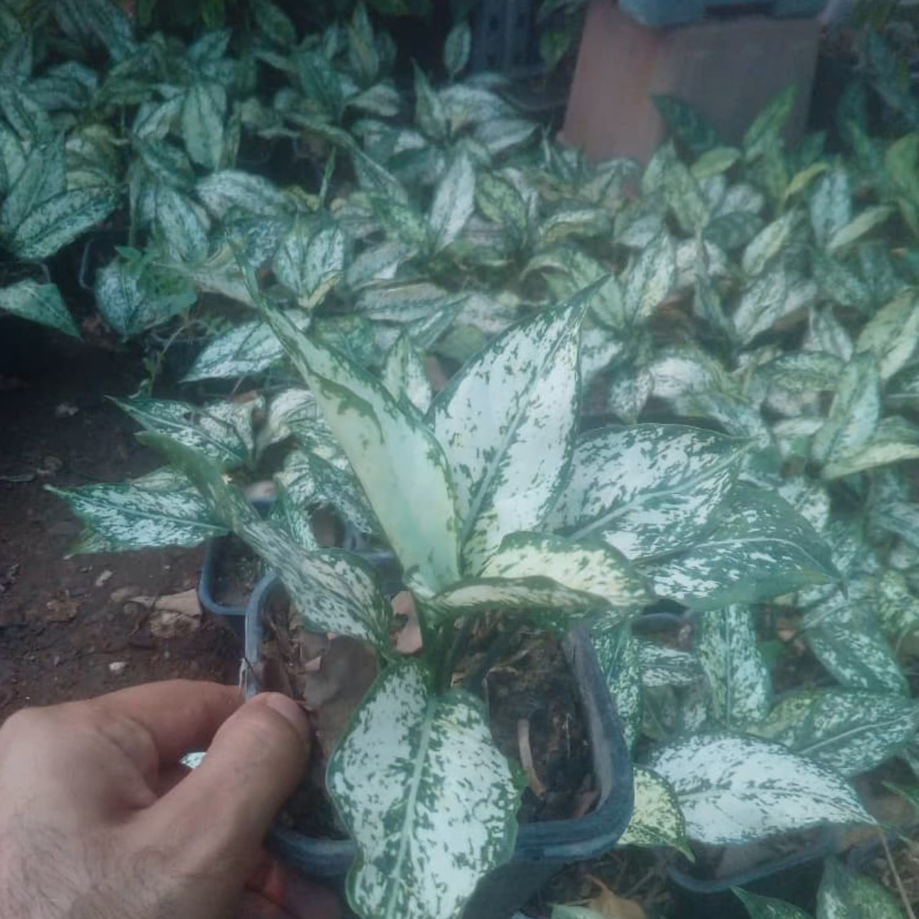 اگلونما سفید گلدان چهارده